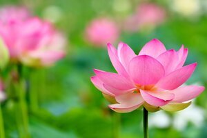 lotus-6527387.jpgのサムネイル画像