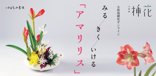 アマリリストップ改.png