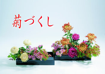 菊づくし.jpg