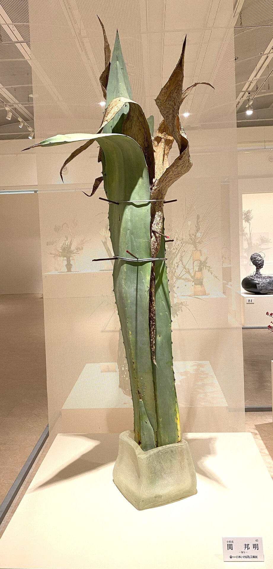 65番　関 邦明.jpg