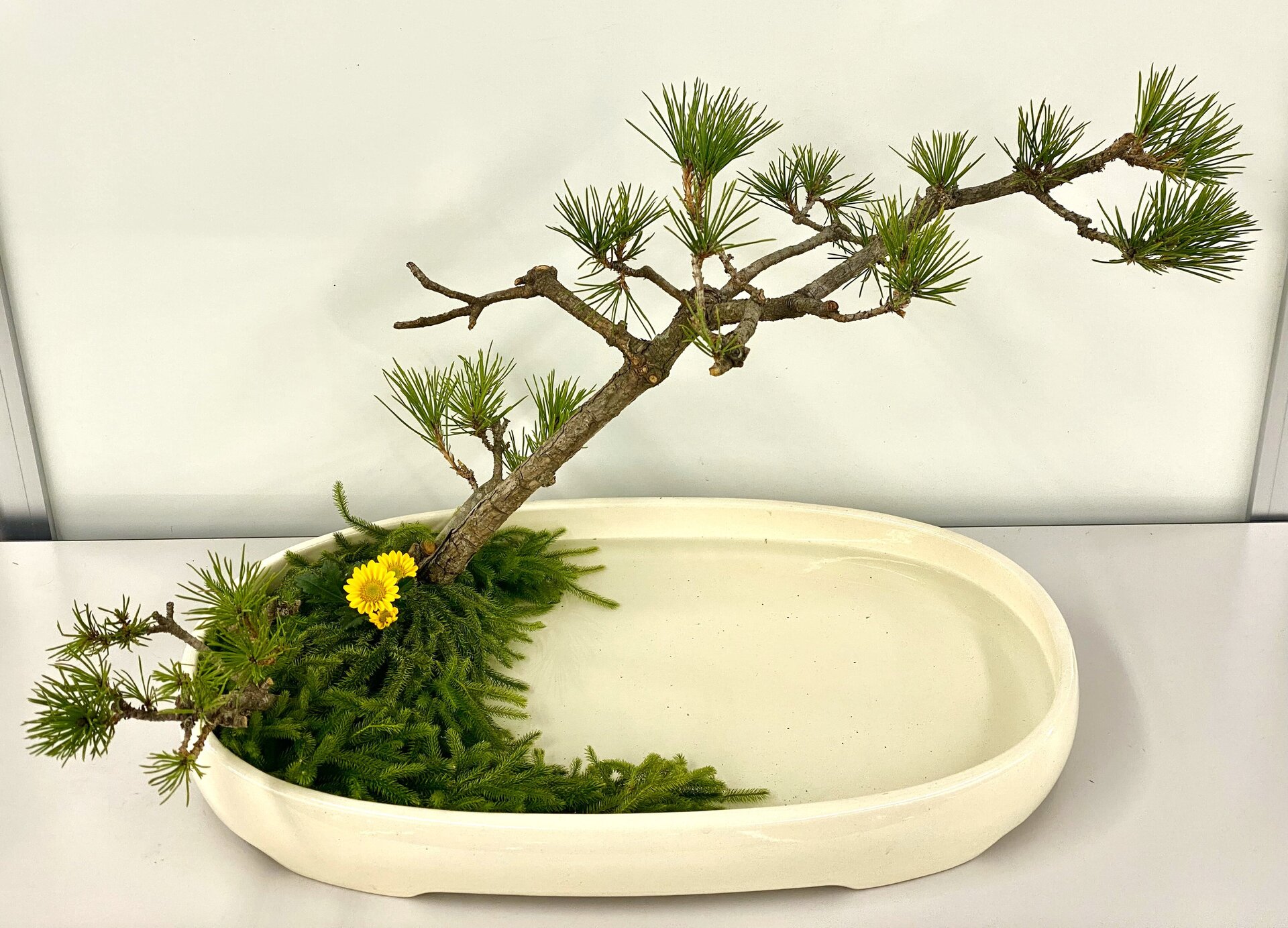 見本花231221.jpg