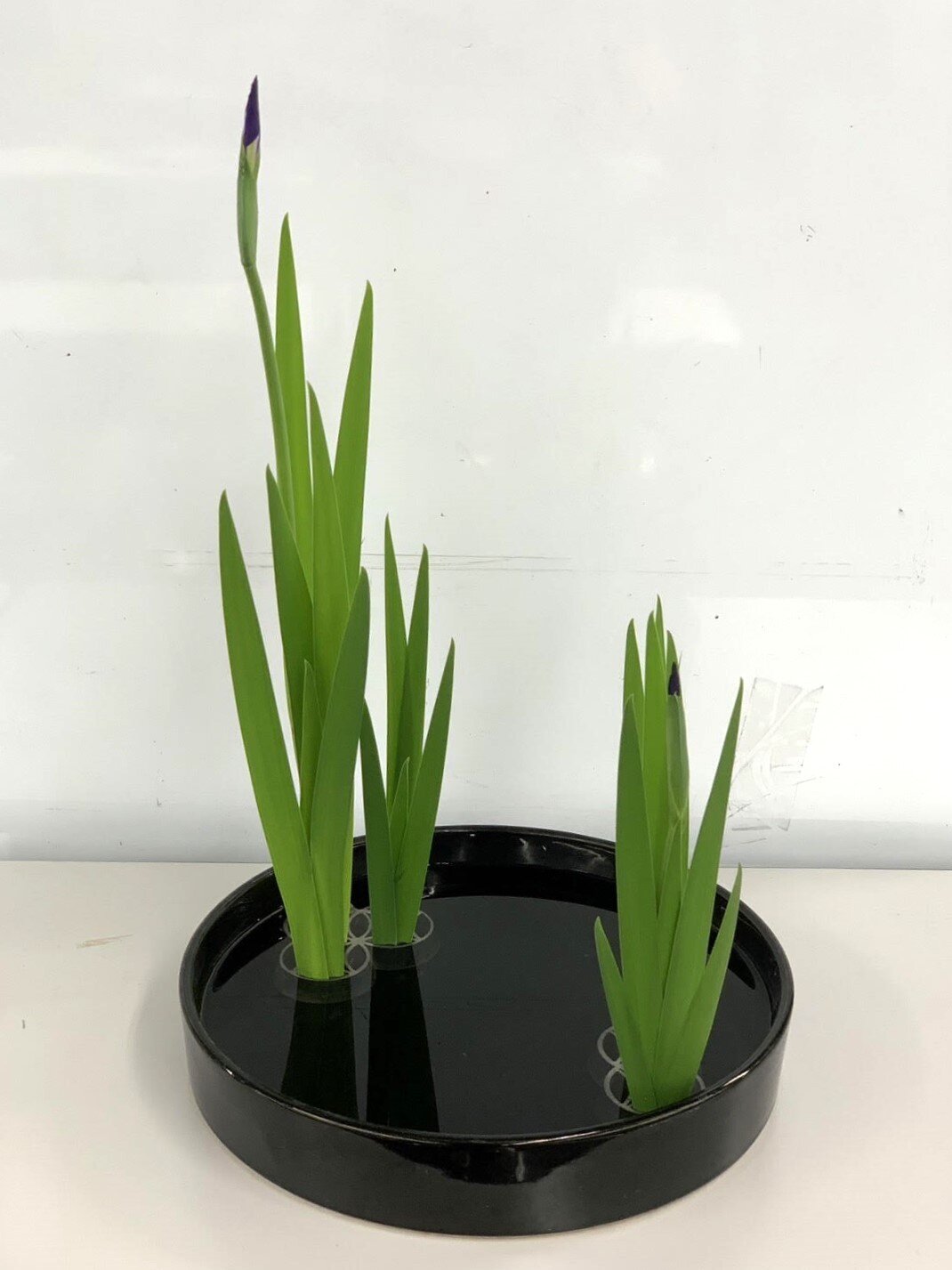 燕子花家元.jpg