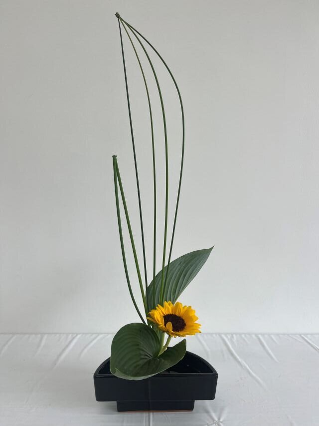 248藤田 あおいrisize.JPG